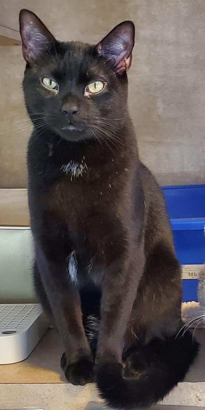 Enlarge Zorro, an adopted Domestic Short Hair in Tampa, FL image 3/6