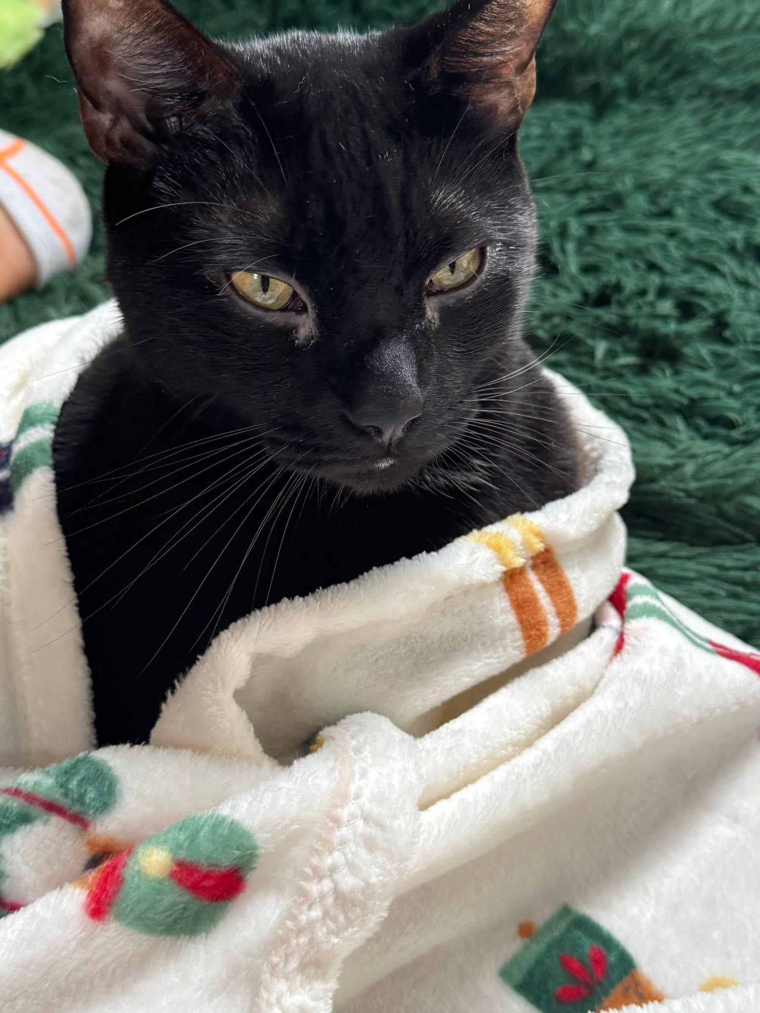 Zorro, adopted, Young Male Domestic Short Hair.