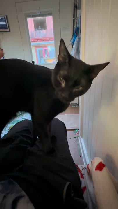 Enlarge Zorro, an adopted Domestic Short Hair in Tampa, FL video 5/6