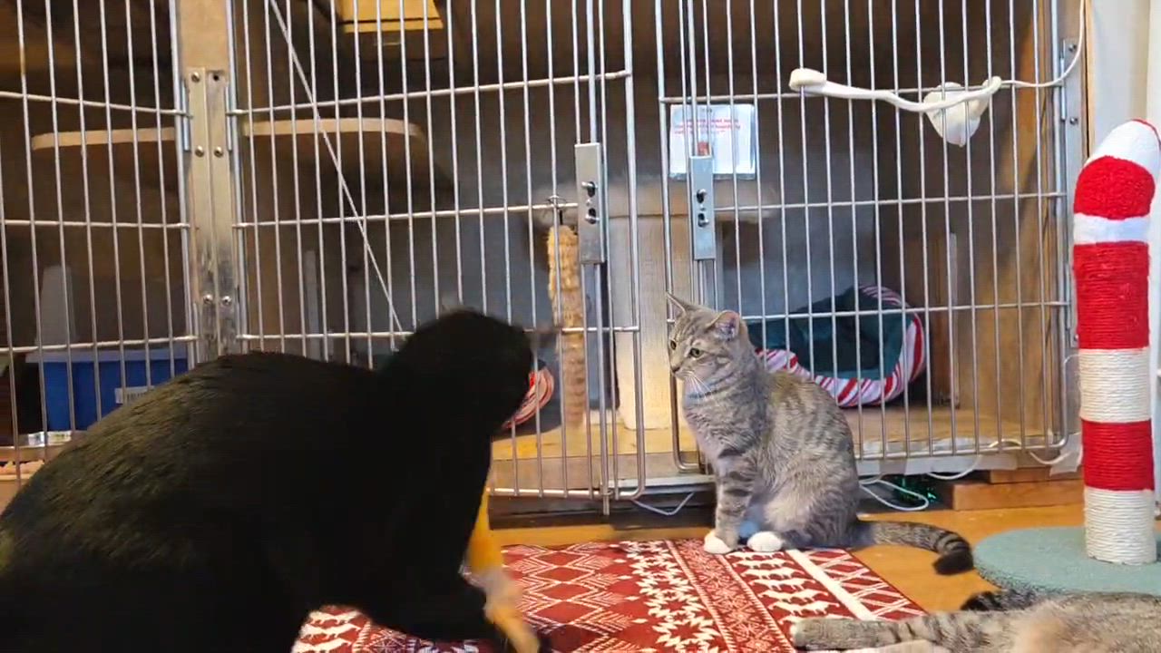 Enlarge Zorro, an adopted Domestic Short Hair in Tampa, FL video 4/6