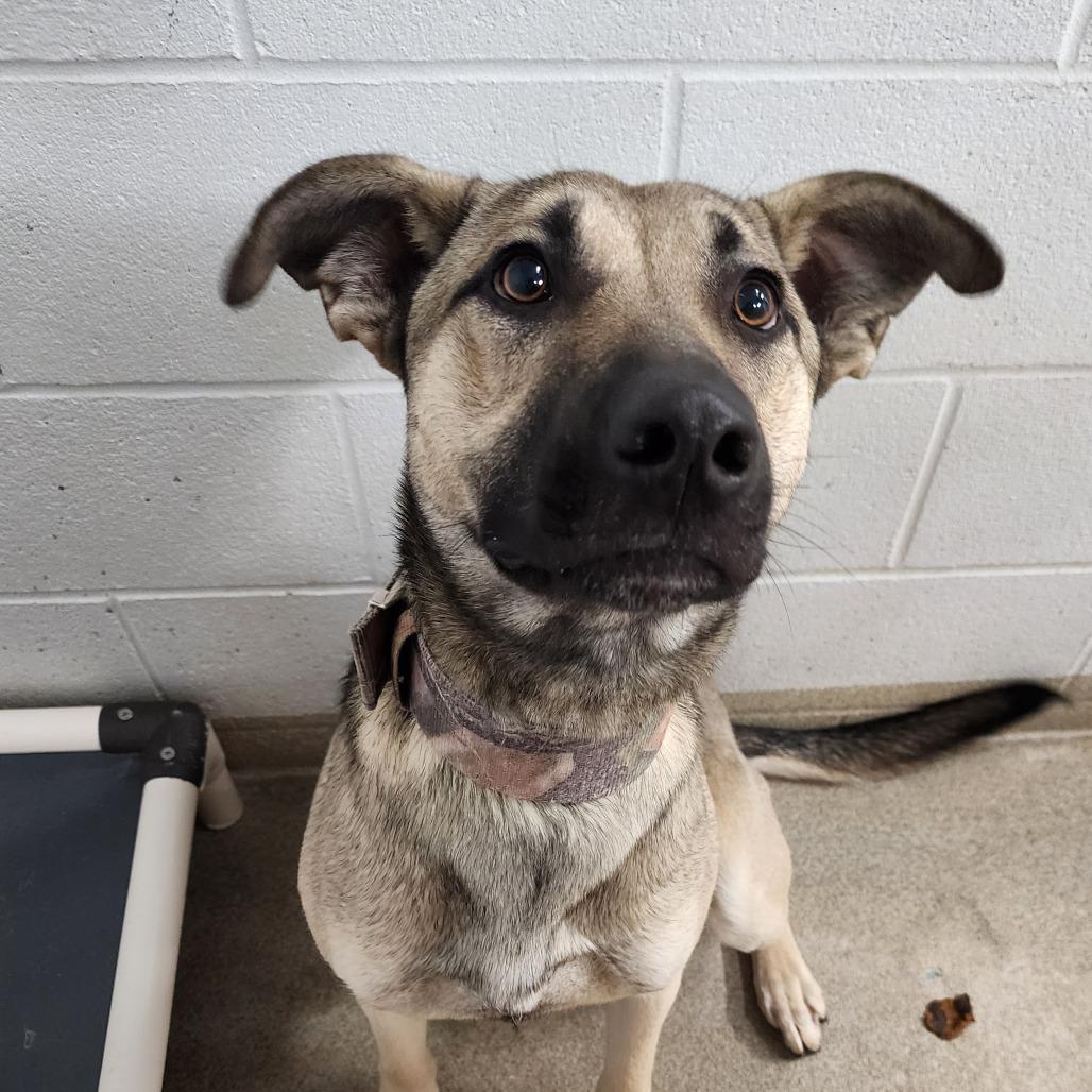 Enlarge River, a ADOPTABLE mixed breed in Corydon, IN image 1/1