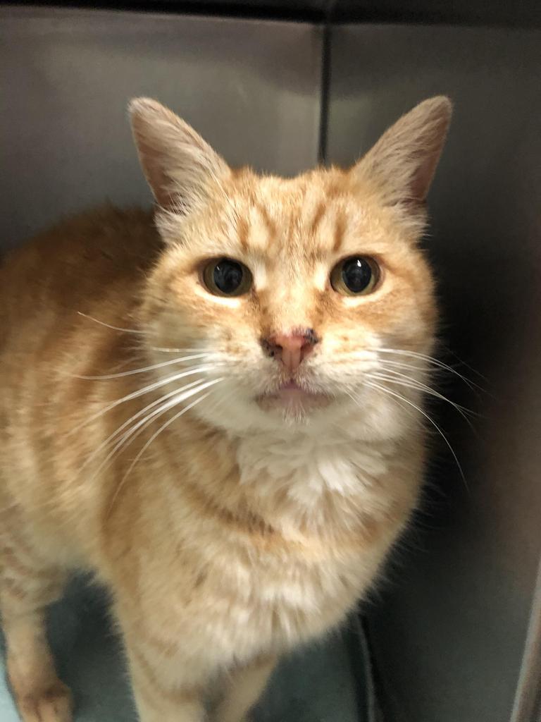 Junipurr, Adoptable, Senior Female Domestic Short Hair.