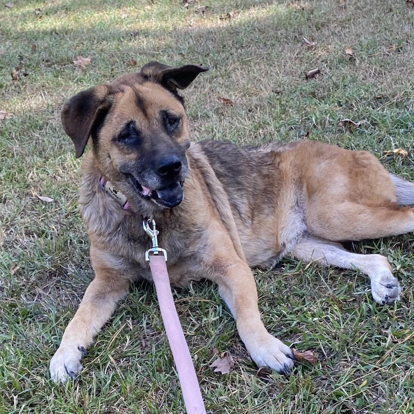 Opal, Adoptable, Senior Female Shar-Pei & German Shepherd Dog.