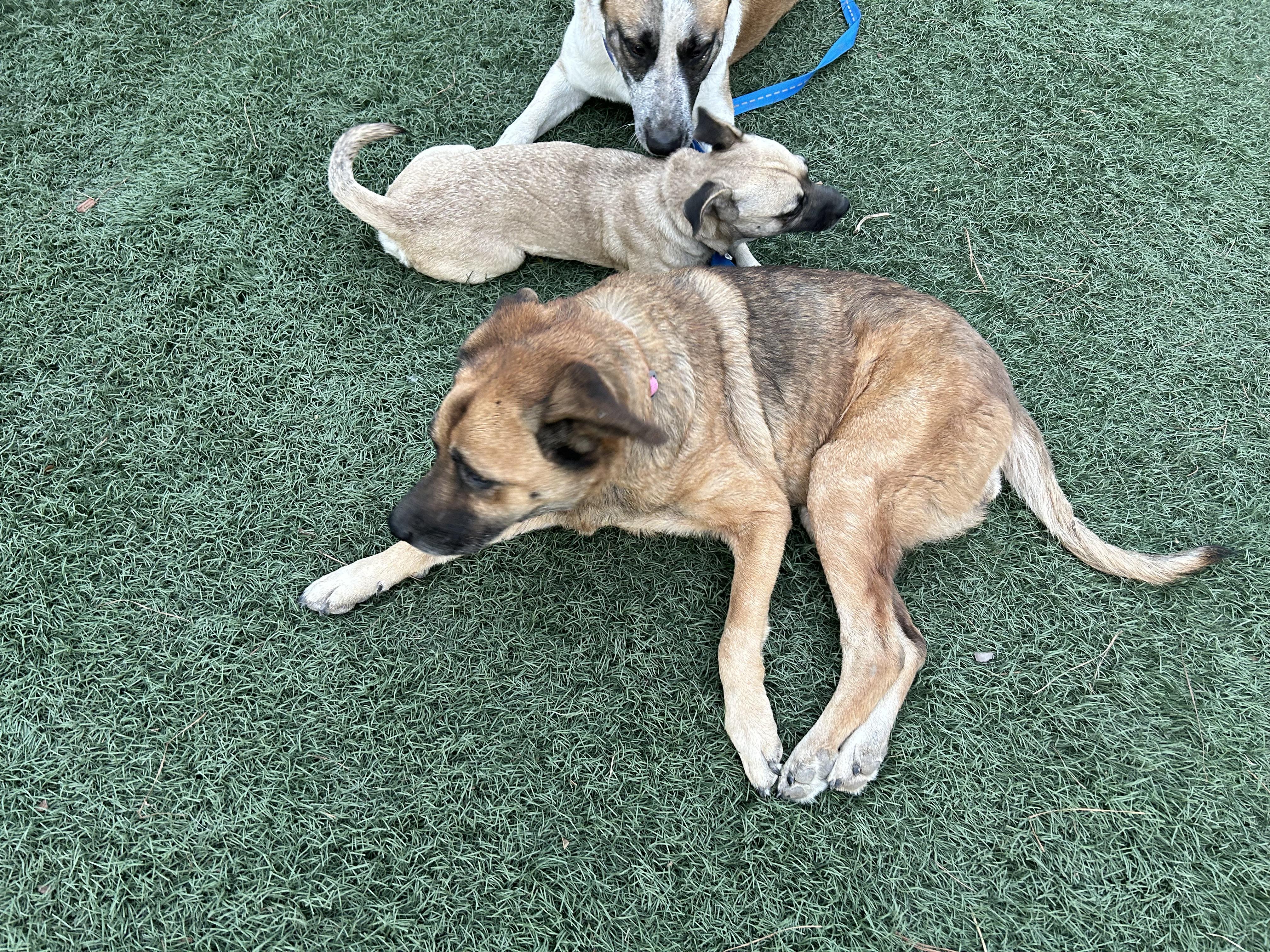 Opal, a Adoptable mixed breed in Magnolia, TX image 4/6