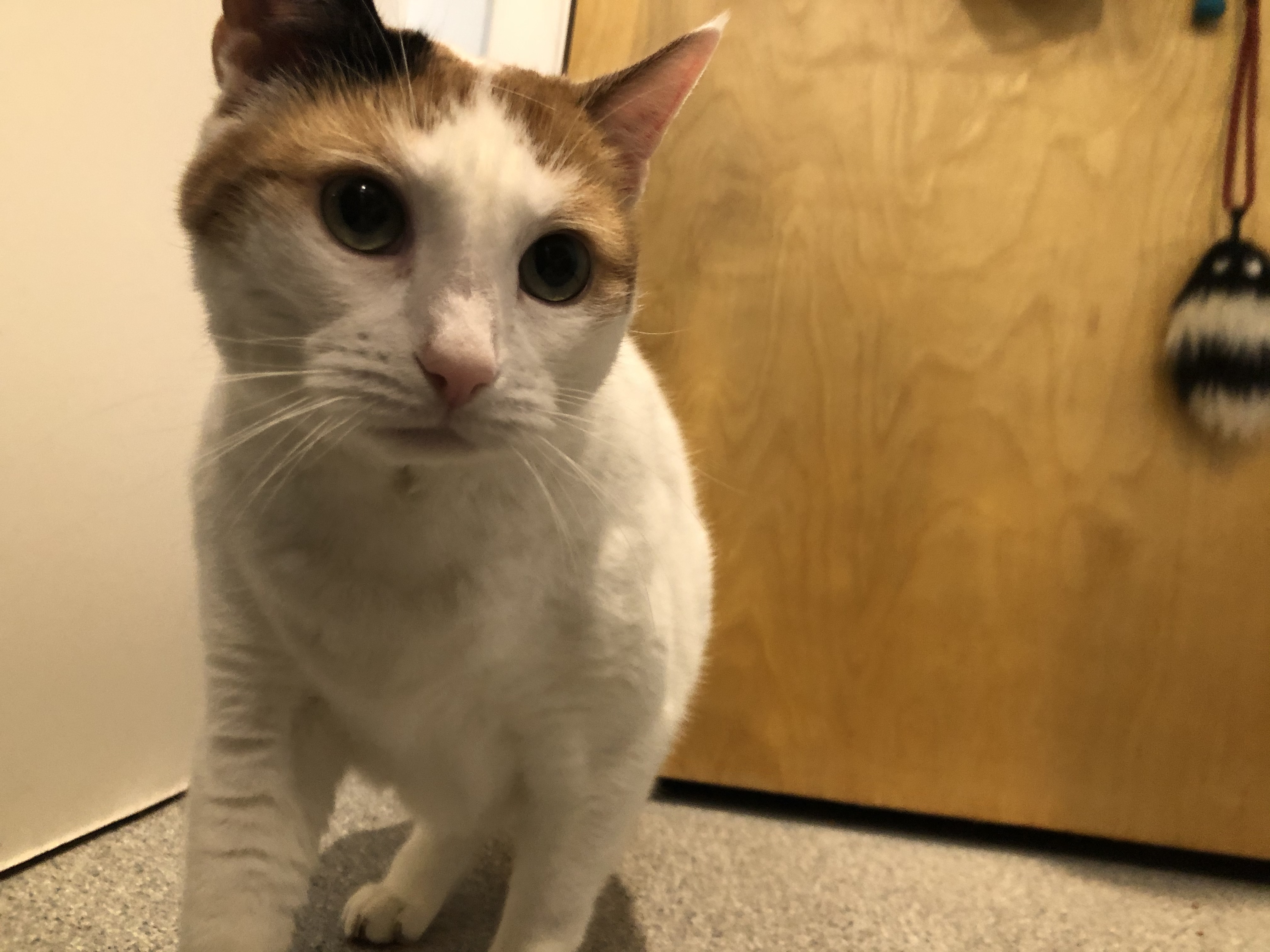 Enlarge Aussie, a Adoptable American Shorthair in Clifton, NJ image 1/4