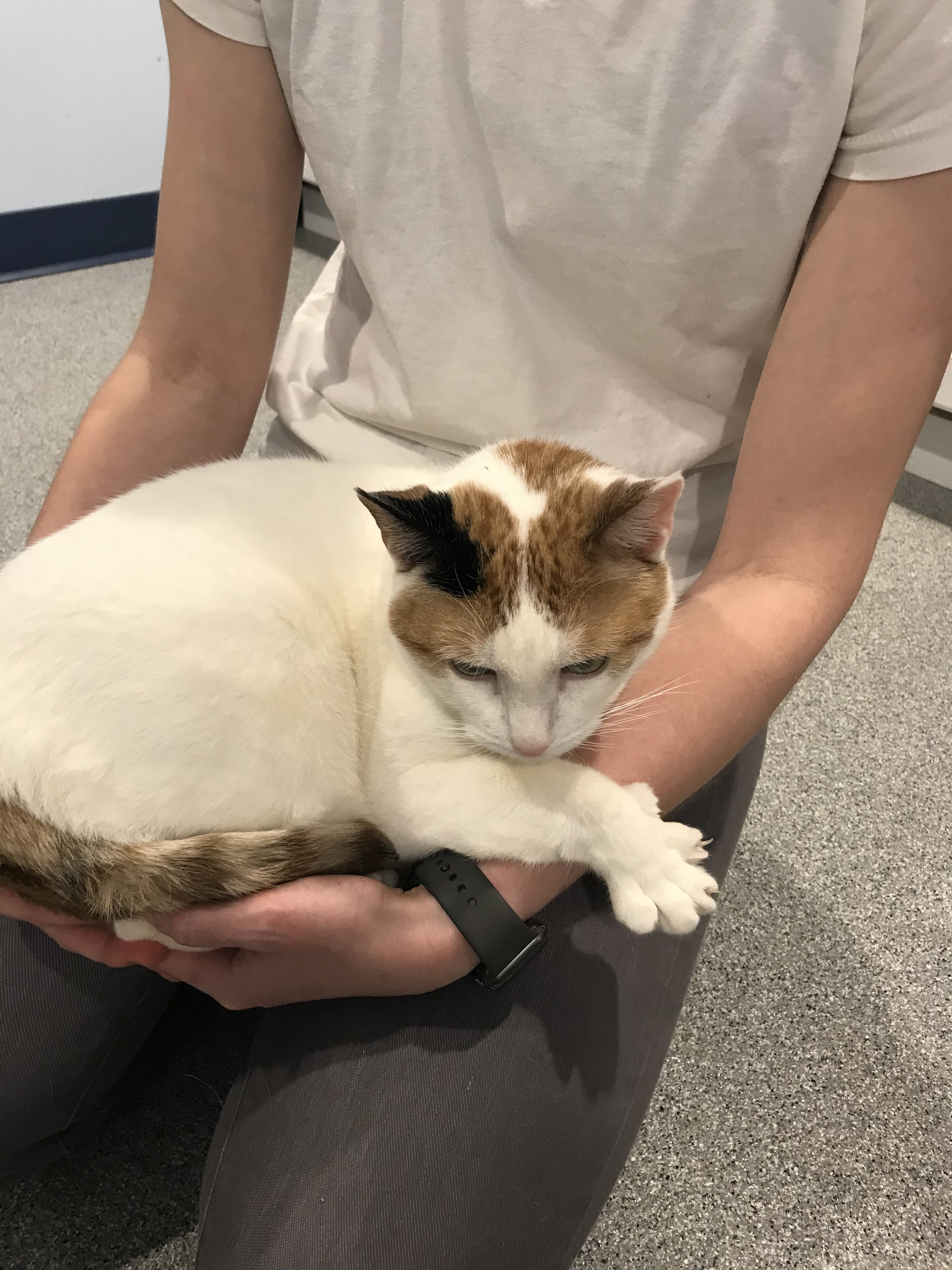 Enlarge Aussie, a Adoptable American Shorthair in Clifton, NJ image 3/4