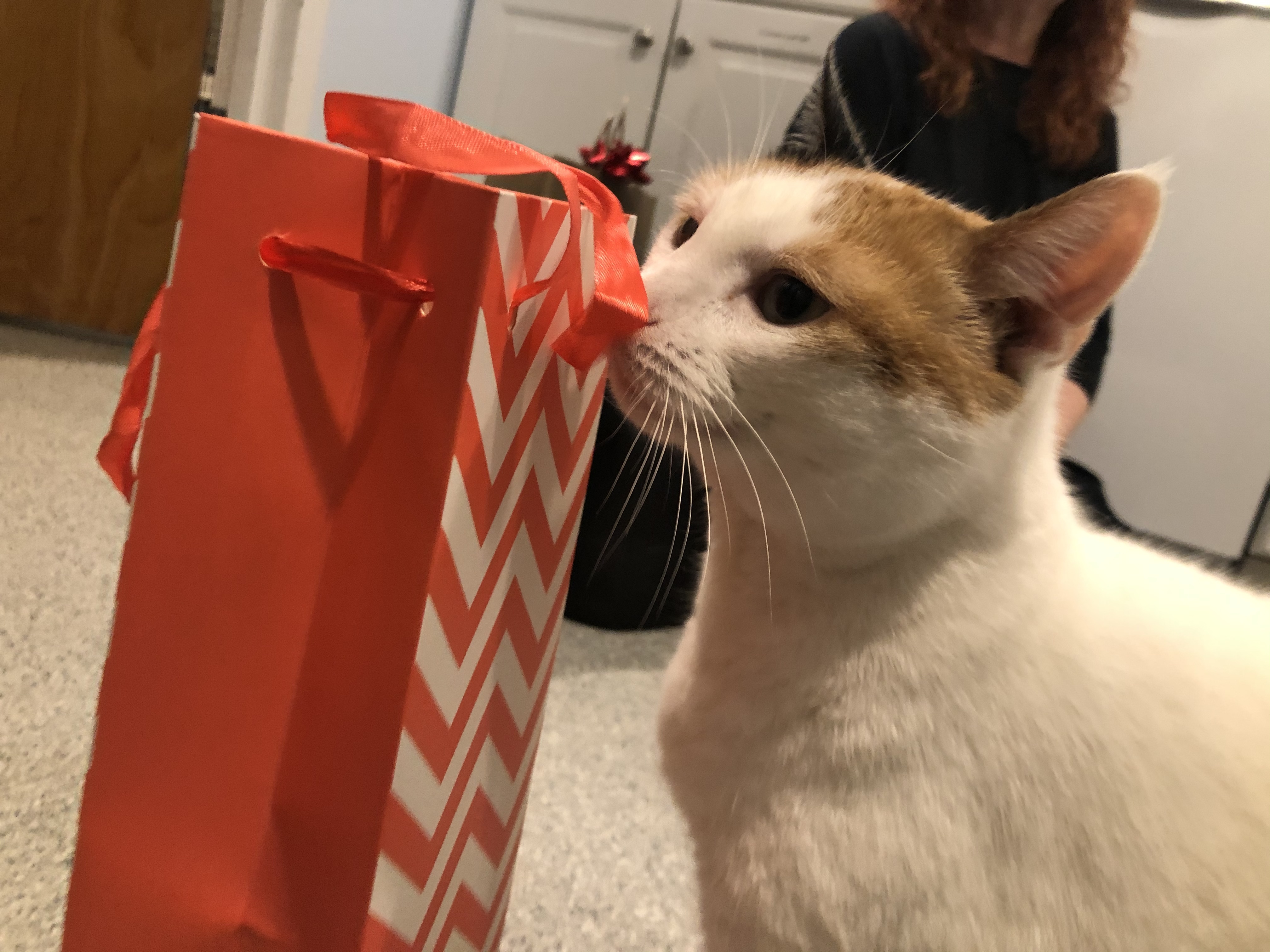 Enlarge Aussie, a Adoptable American Shorthair in Clifton, NJ image 4/4