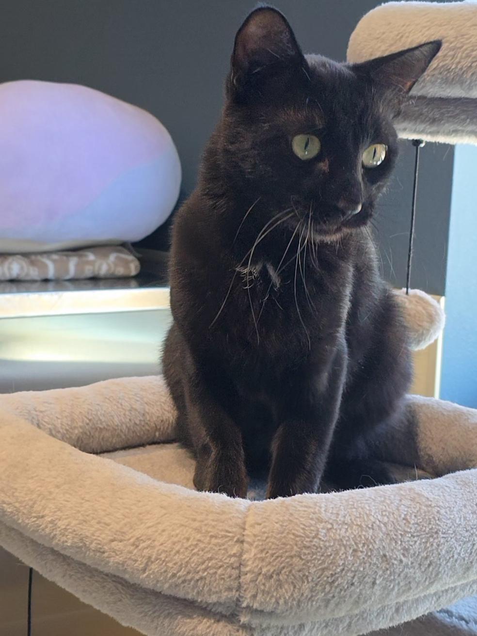 Sally, ADOPTABLE, Adult Female Domestic Short Hair.