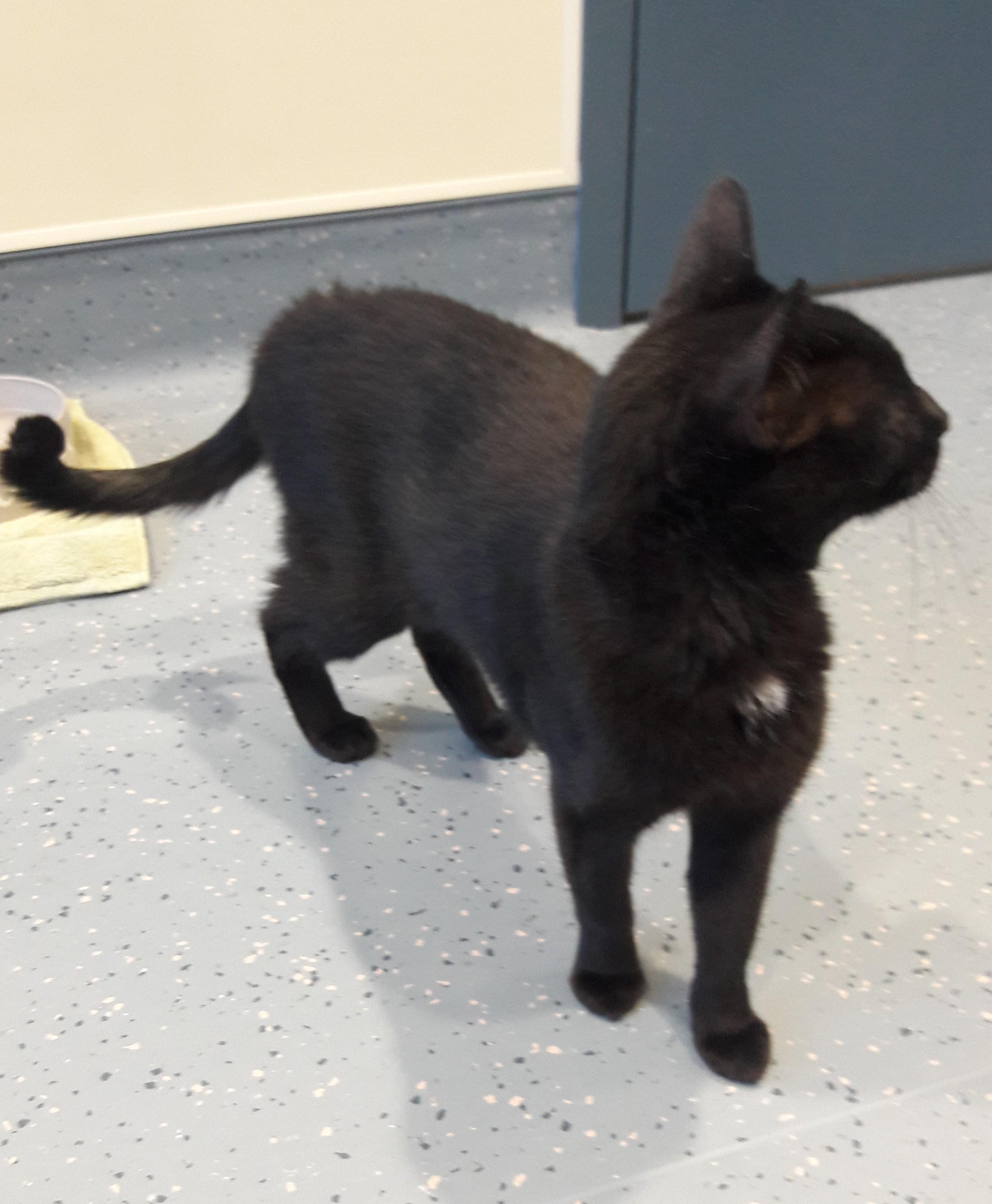 Sally, a ADOPTABLE Domestic Short Hair in Mesquite, NV image 3/6