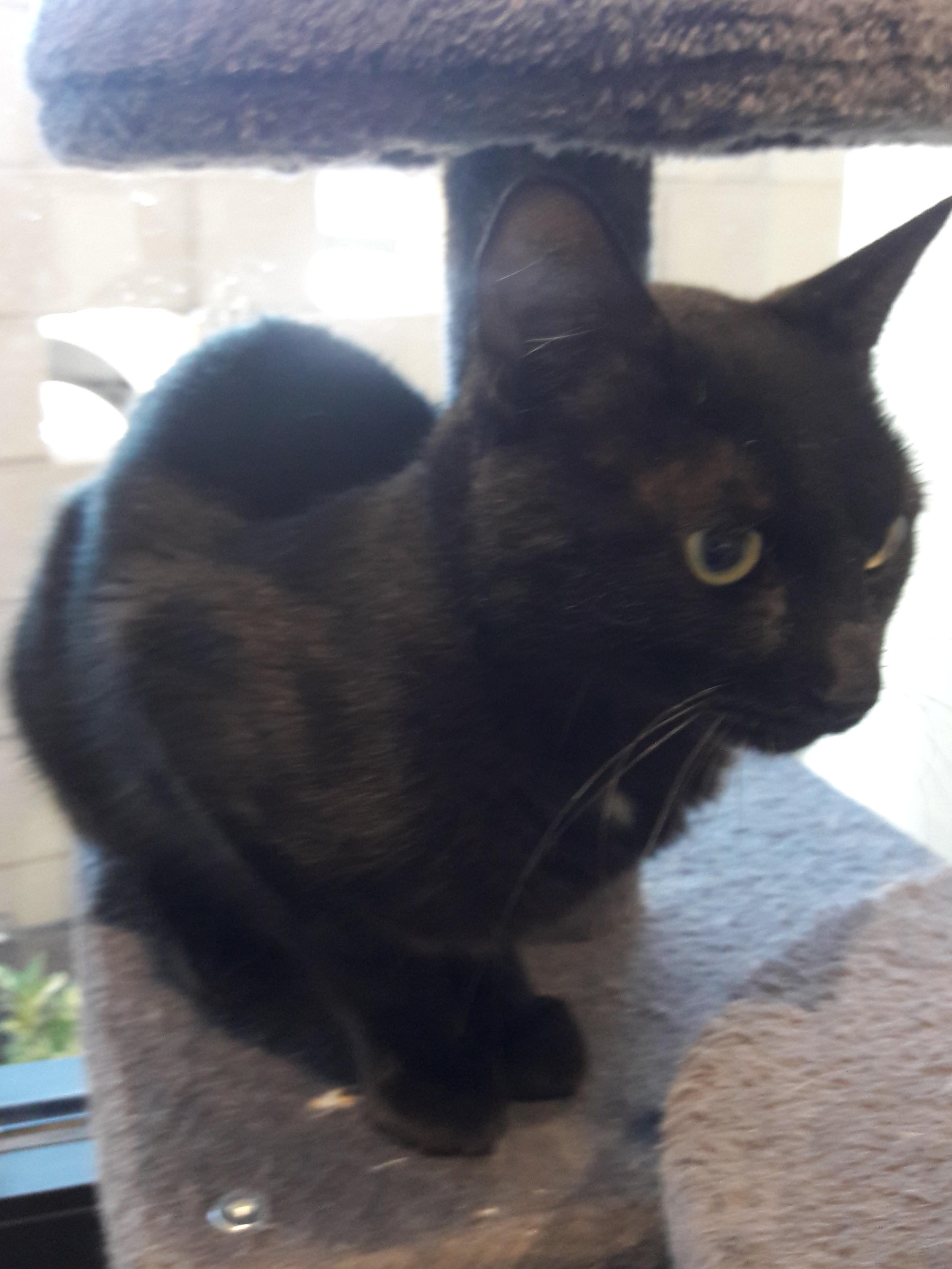 Sally, a ADOPTABLE Domestic Short Hair in Mesquite, NV image 4/6