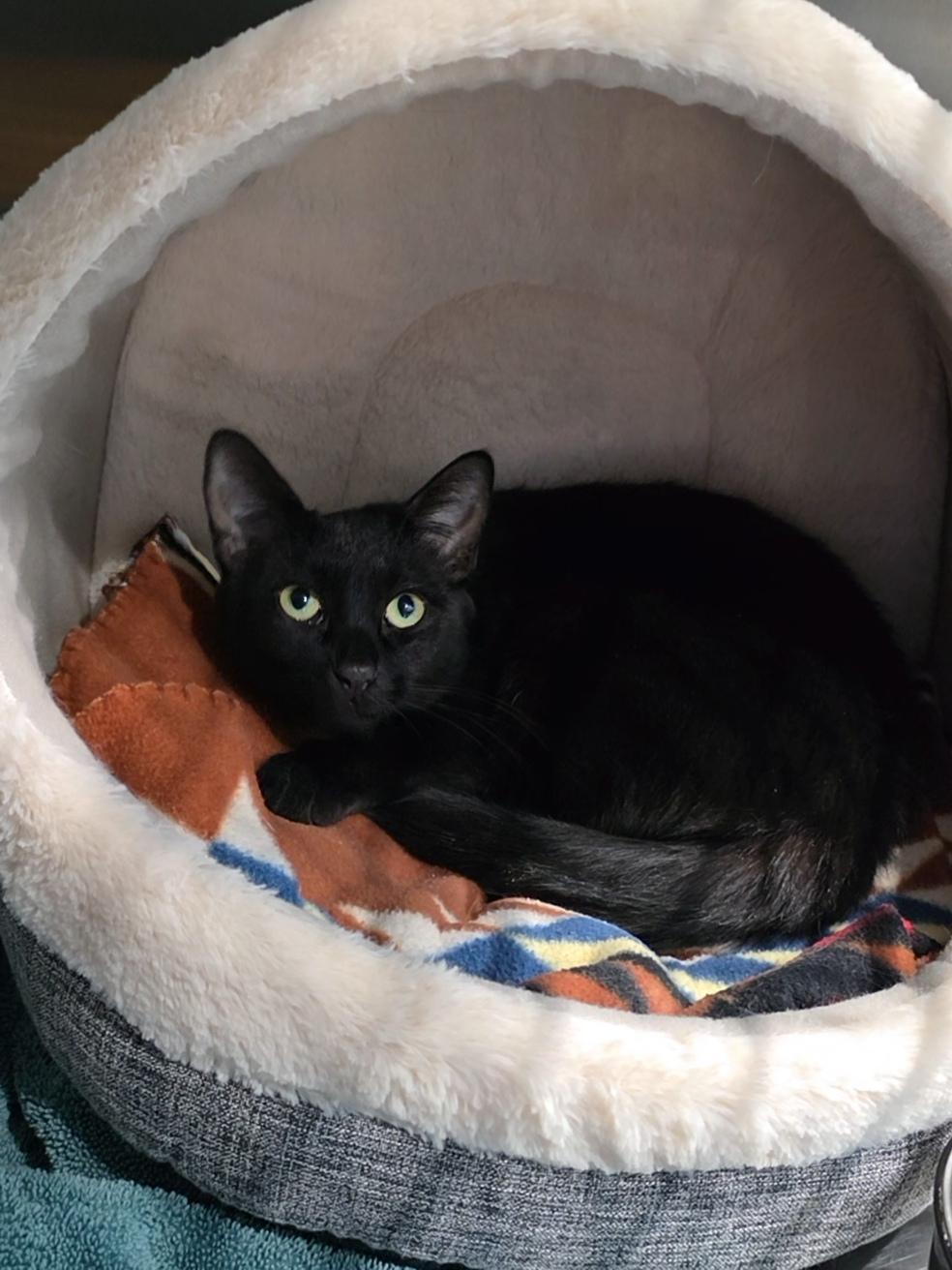 Sally, a ADOPTABLE Domestic Short Hair in Mesquite, NV image 6/6