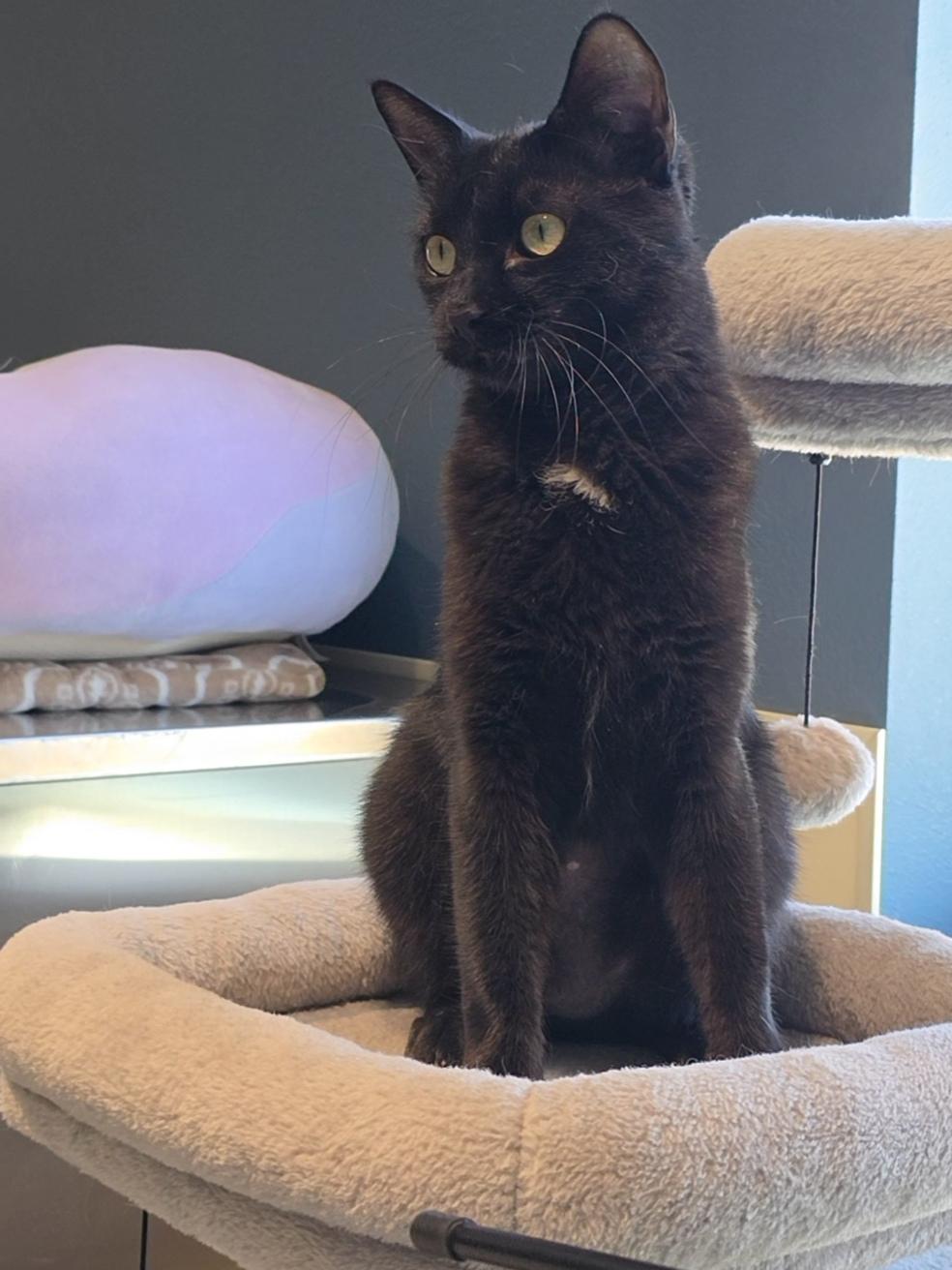 Sally, a ADOPTABLE Domestic Short Hair in Mesquite, NV image 5/6