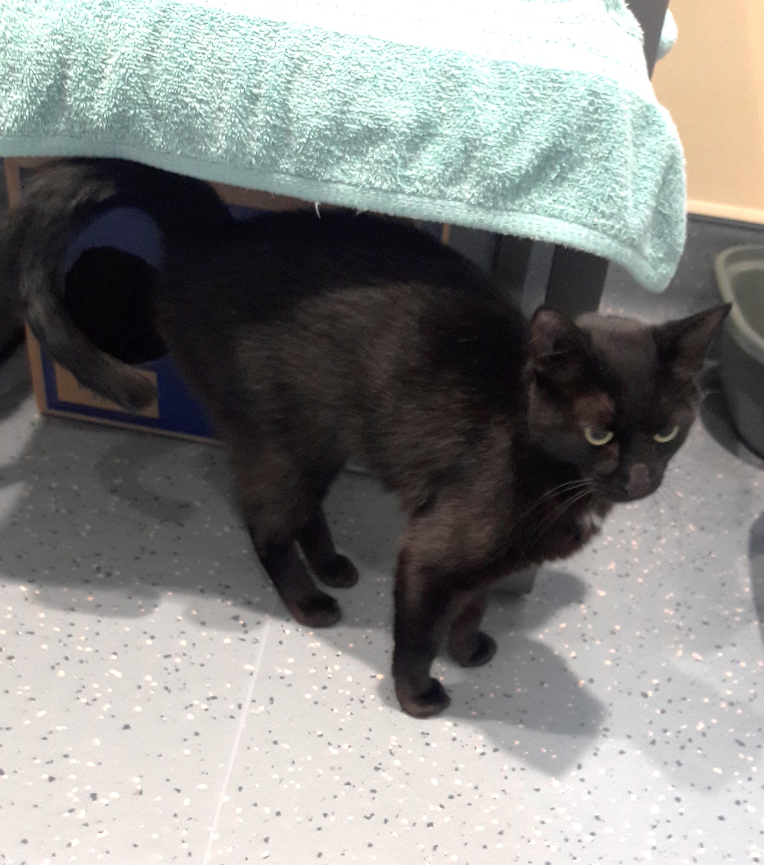 Sally, a ADOPTABLE Domestic Short Hair in Mesquite, NV image 2/6