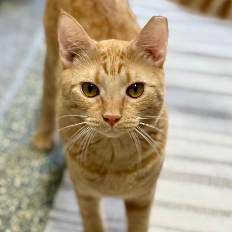 Fiyero, Adoptable, Young Male Domestic Short Hair.