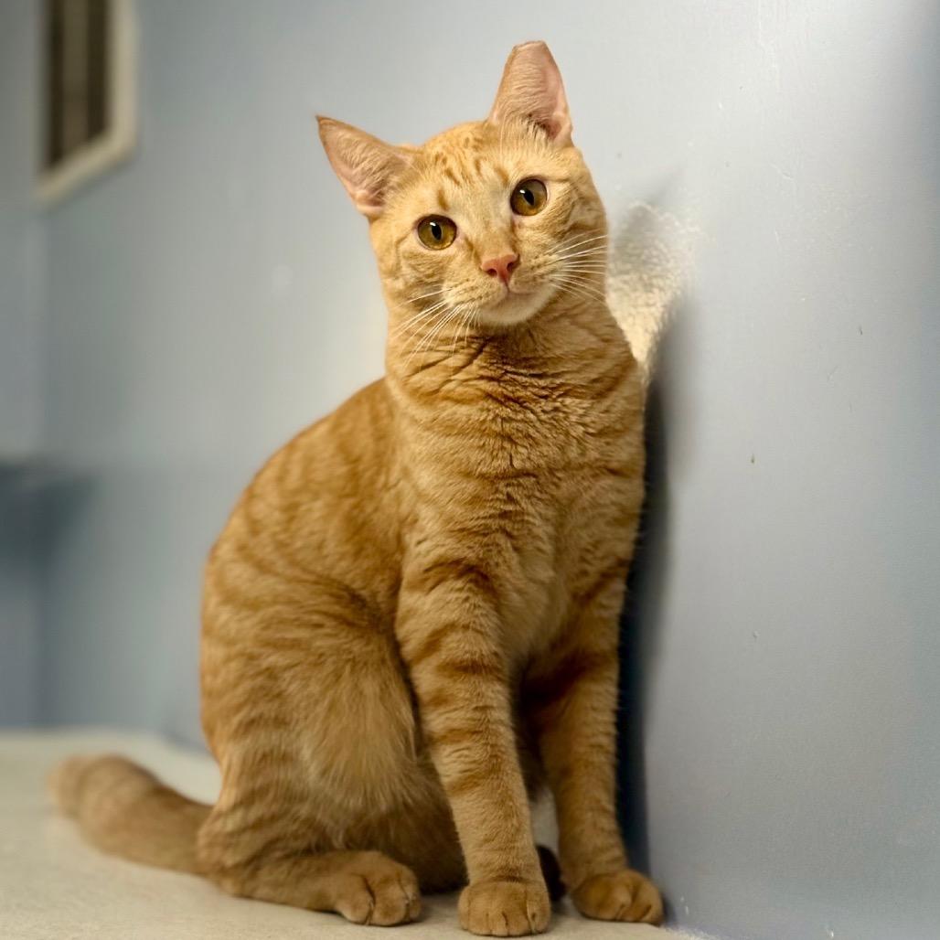 Enlarge Fiyero, a Adoptable Domestic Short Hair in Fort Lauderdale, FL image 2/4