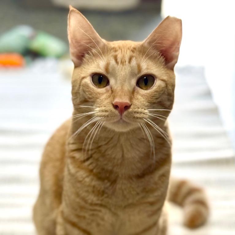 Enlarge Fiyero, a Adoptable Domestic Short Hair in Fort Lauderdale, FL image 4/4