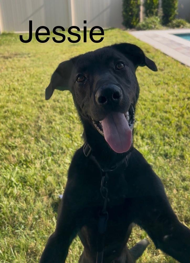 Jesse, Adoptable, Puppy Male Labrador Retriever.
