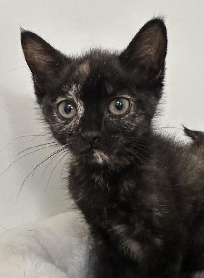 Enlarge Dionne, a Adoptable mixed breed in Lawrenceville, GA image 1/1