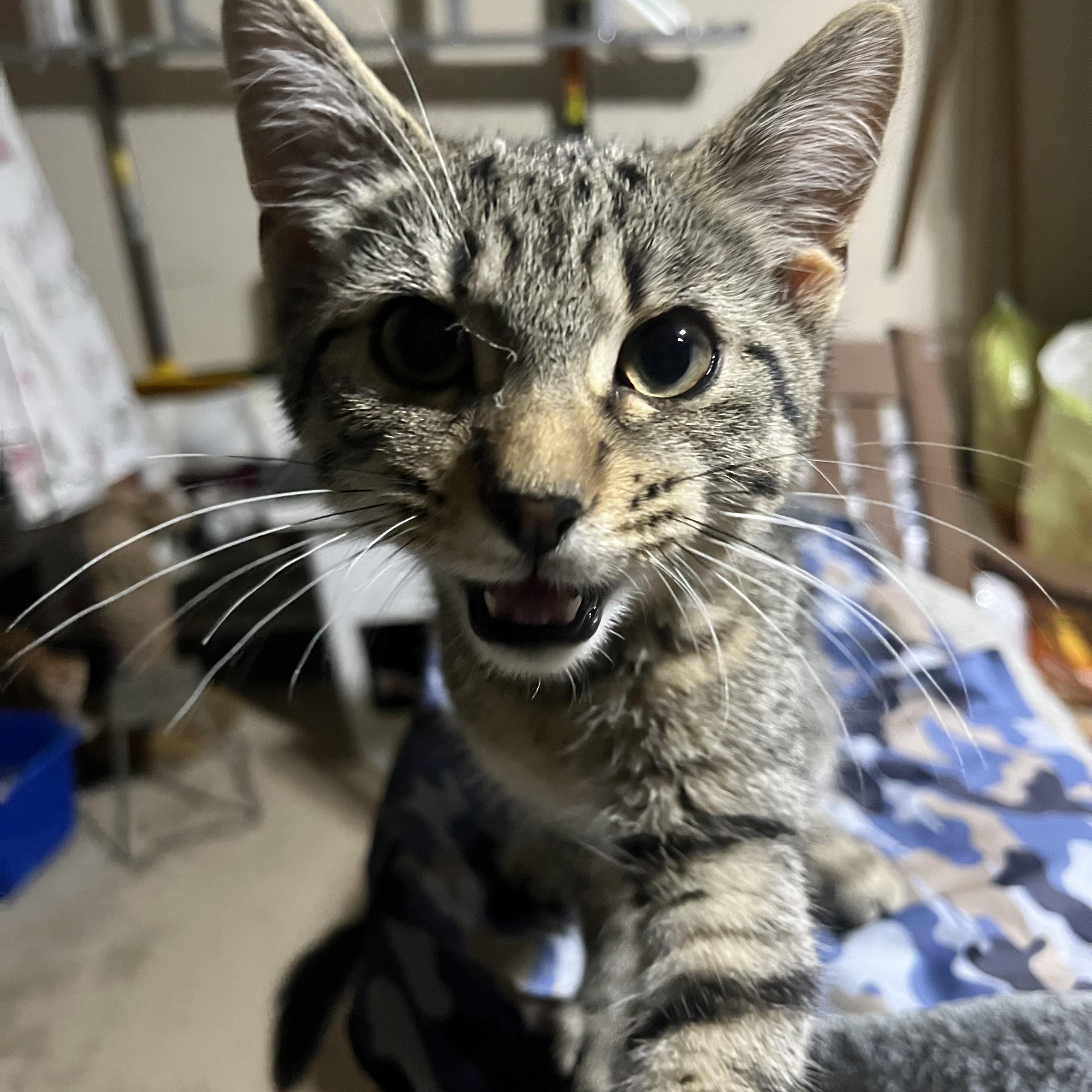 Billy, a ADOPTABLE Tabby in Hamilton, ON image 2/6