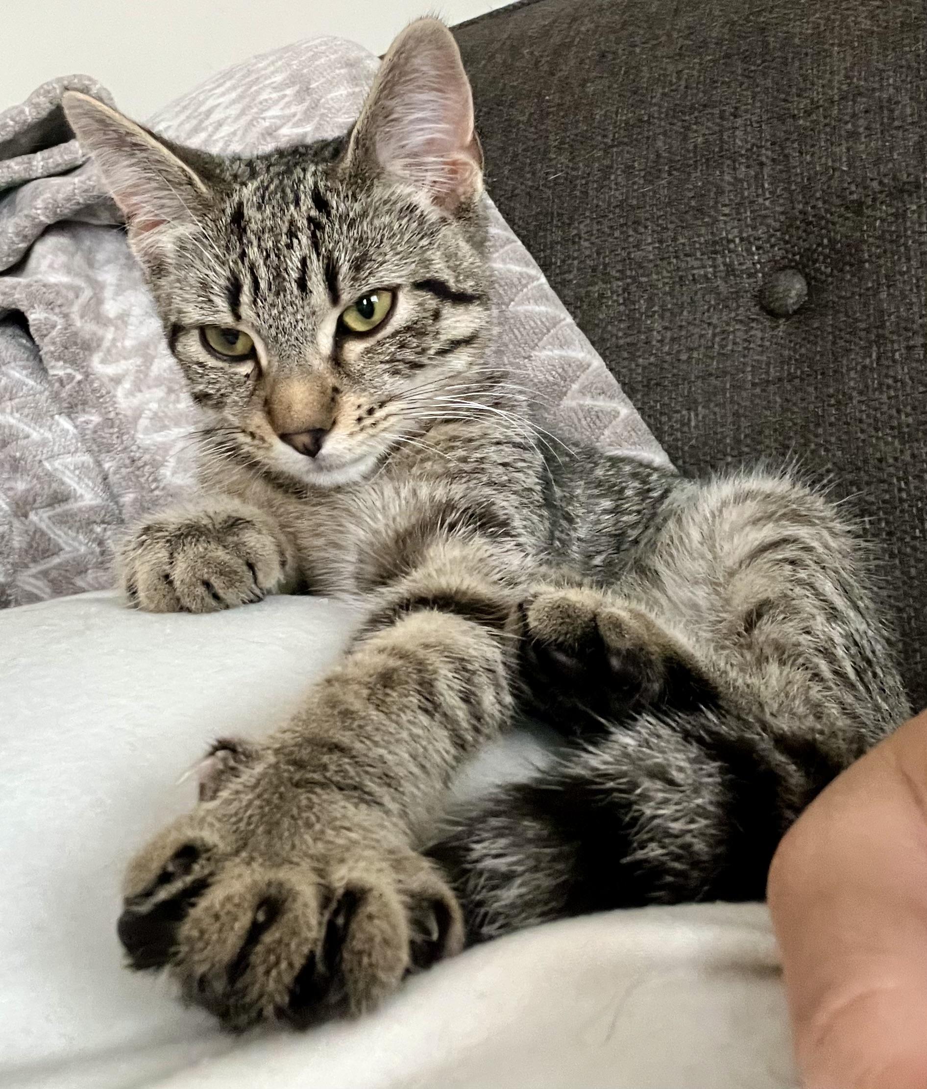 Billy, ADOPTABLE, Kitten Male Tabby.