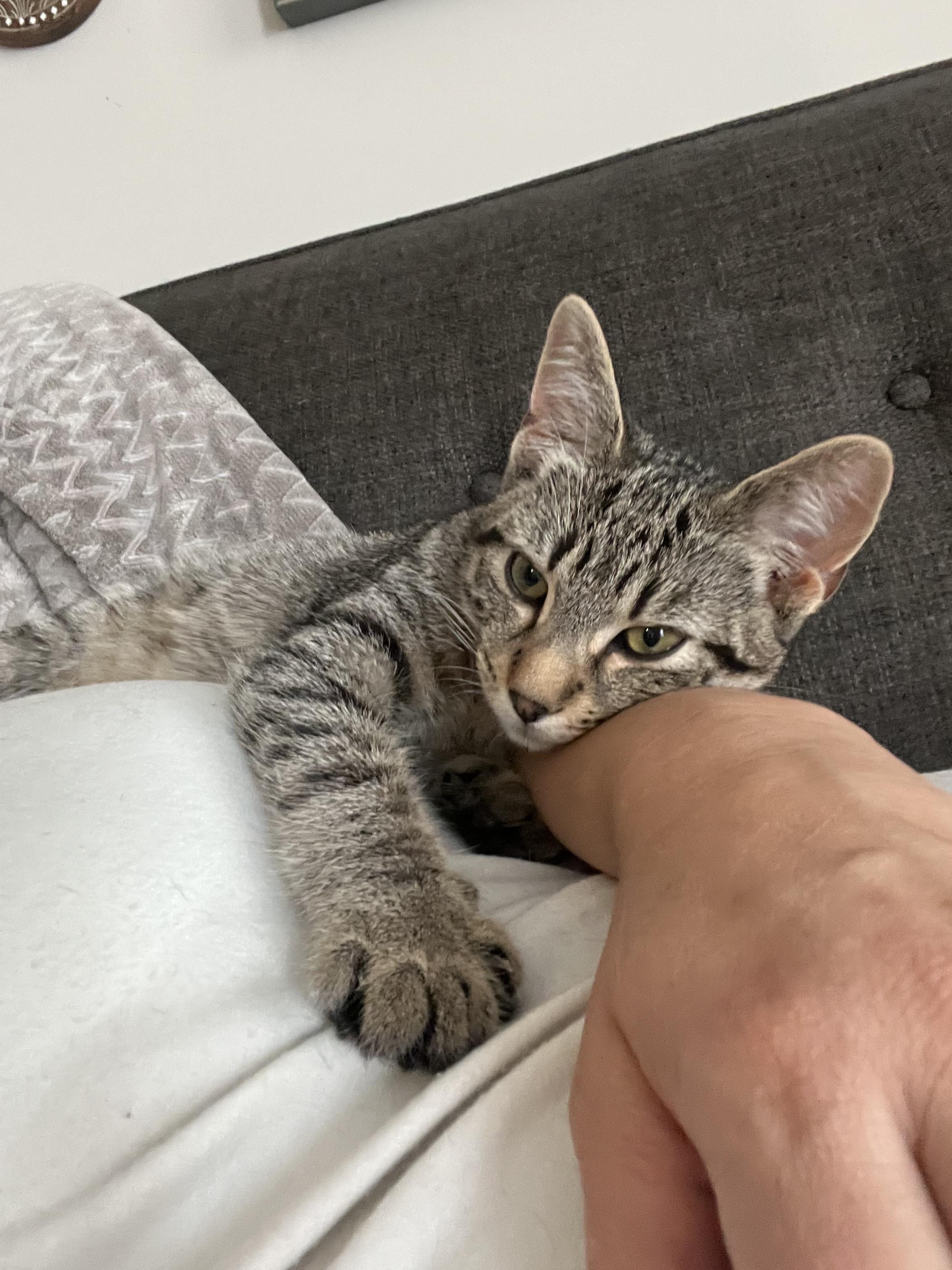 Billy, a ADOPTABLE Tabby in Hamilton, ON image 6/6