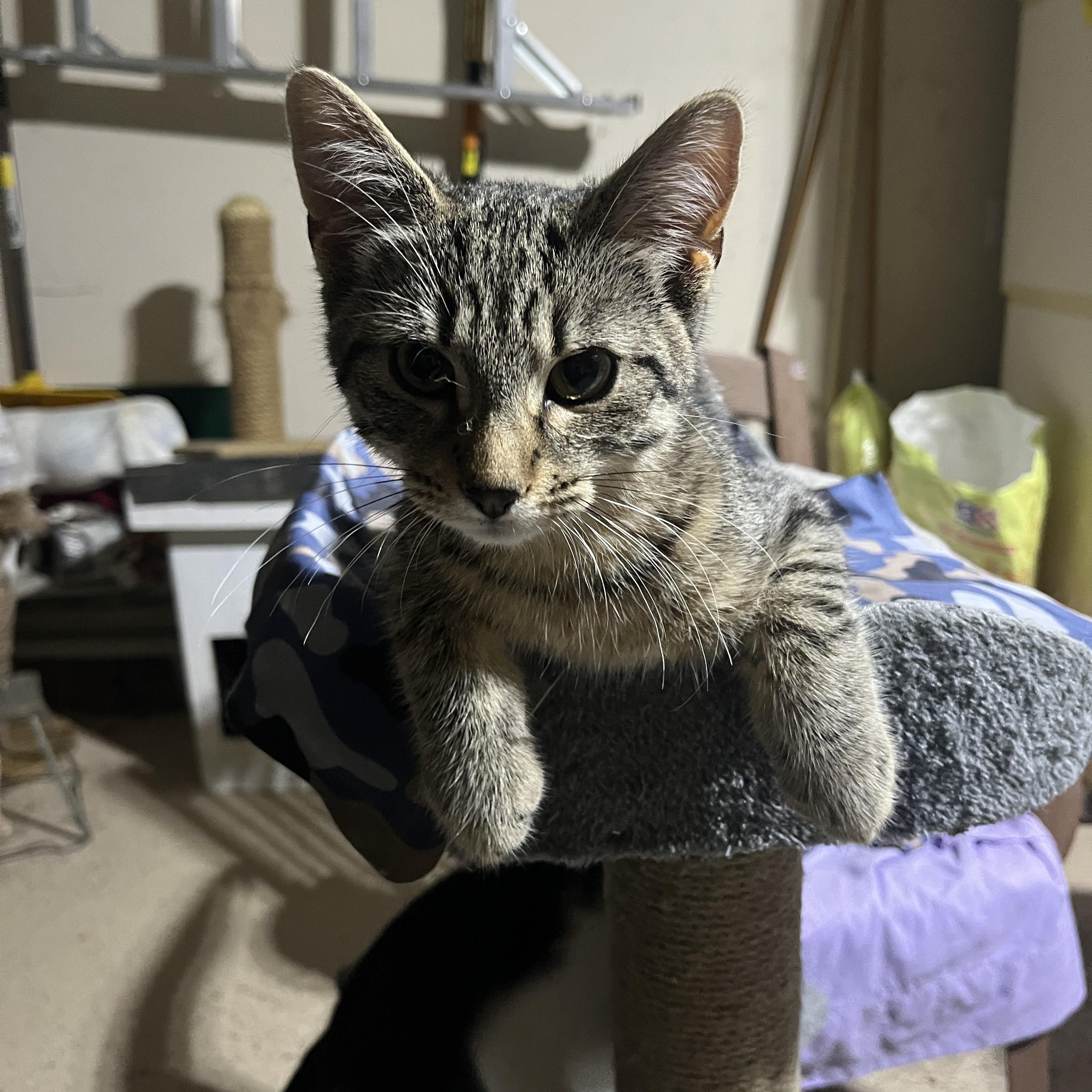 Billy, a ADOPTABLE Tabby in Hamilton, ON image 3/6