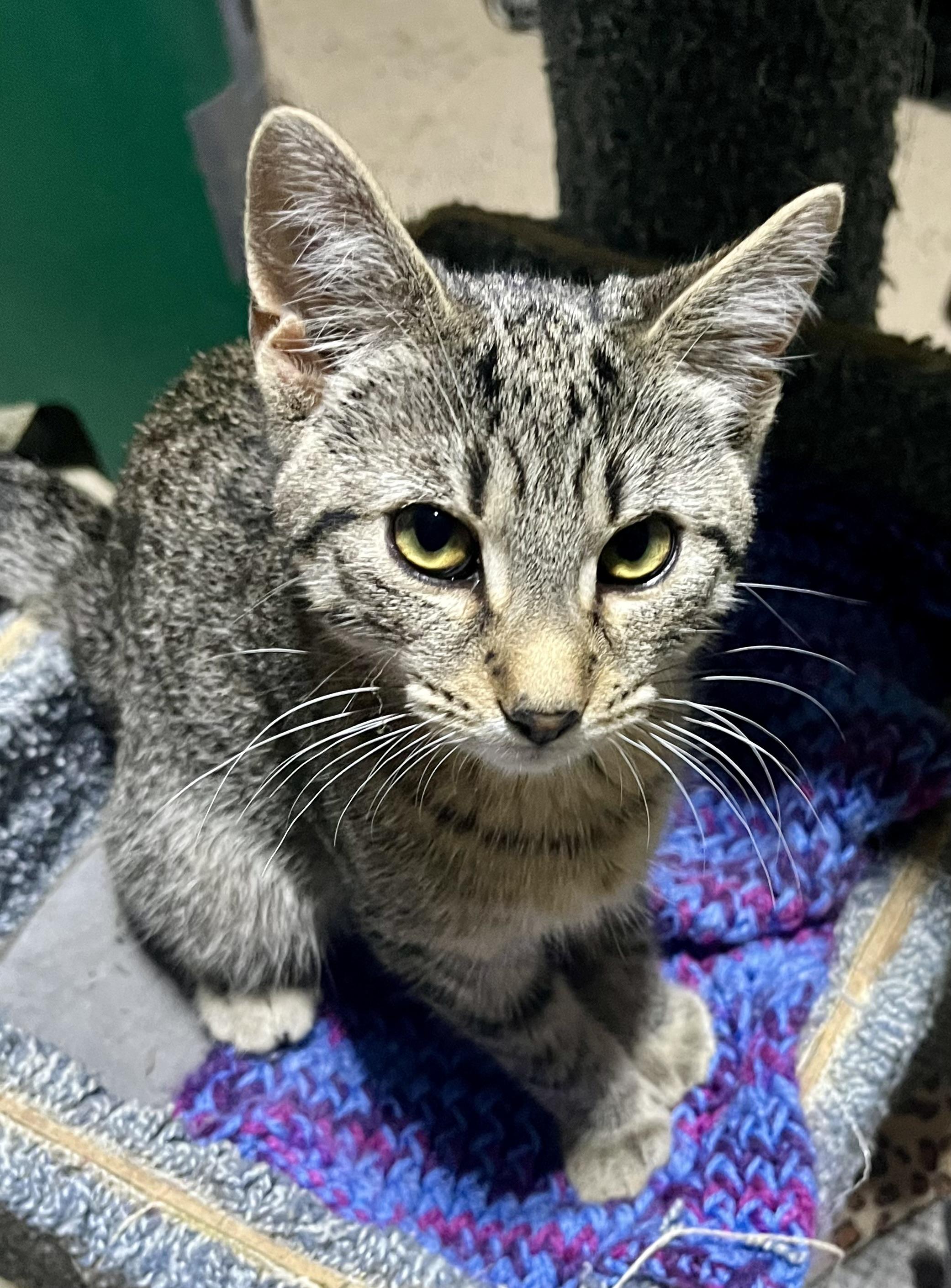 Billy, a ADOPTABLE Tabby in Hamilton, ON image 4/6