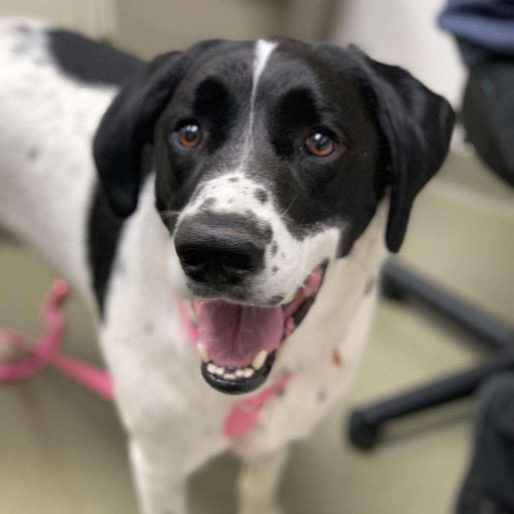 Cooper, Adoptable, Adult Male Pointer & Mixed Breed.