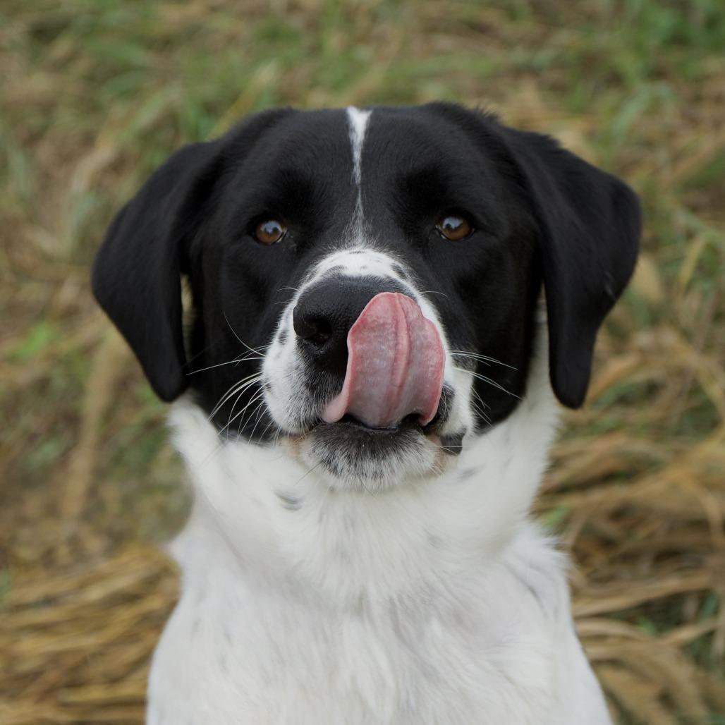 Enlarge Cooper, a Adoptable mixed breed in Harrisonburg, VA image 2/6