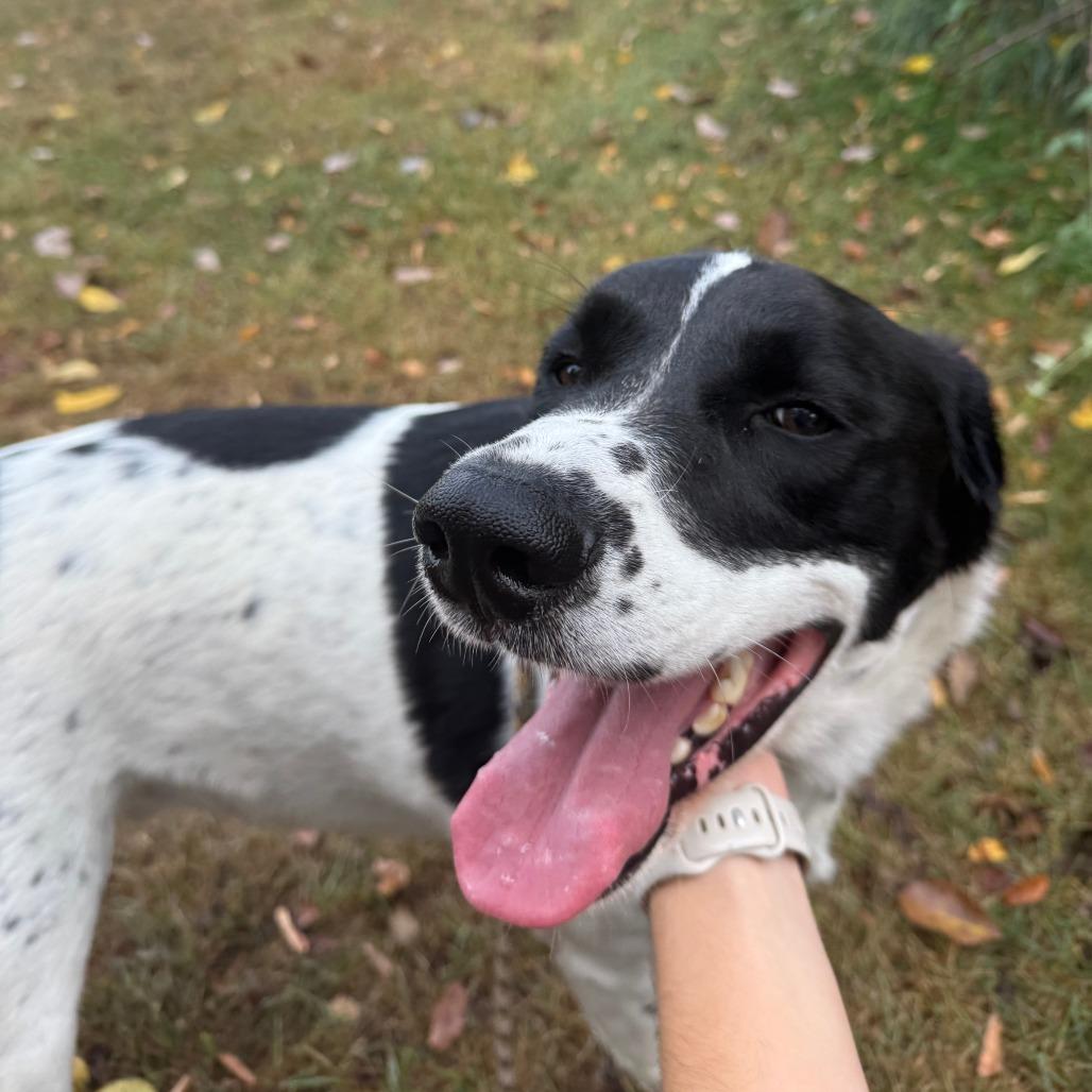 Enlarge Cooper, a Adoptable mixed breed in Harrisonburg, VA image 5/6
