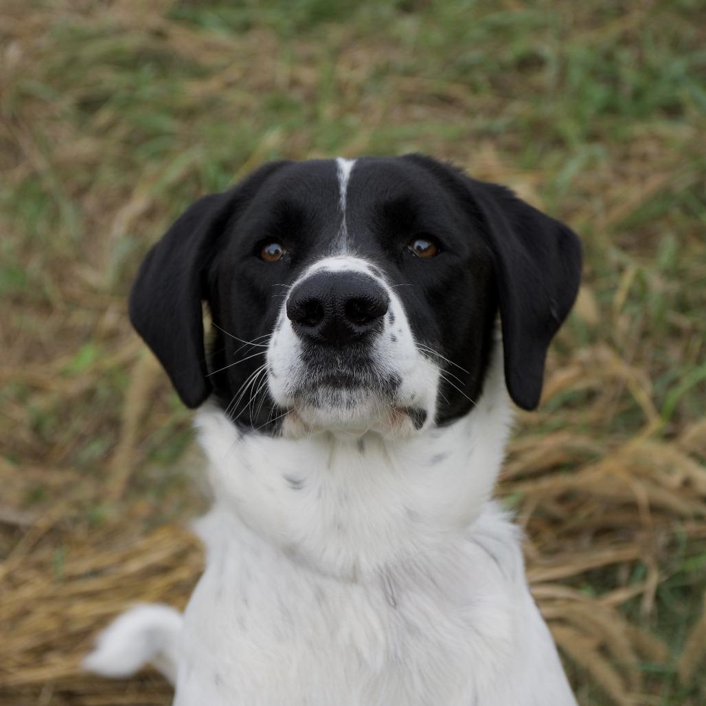 Enlarge Cooper, a Adoptable mixed breed in Harrisonburg, VA image 6/6