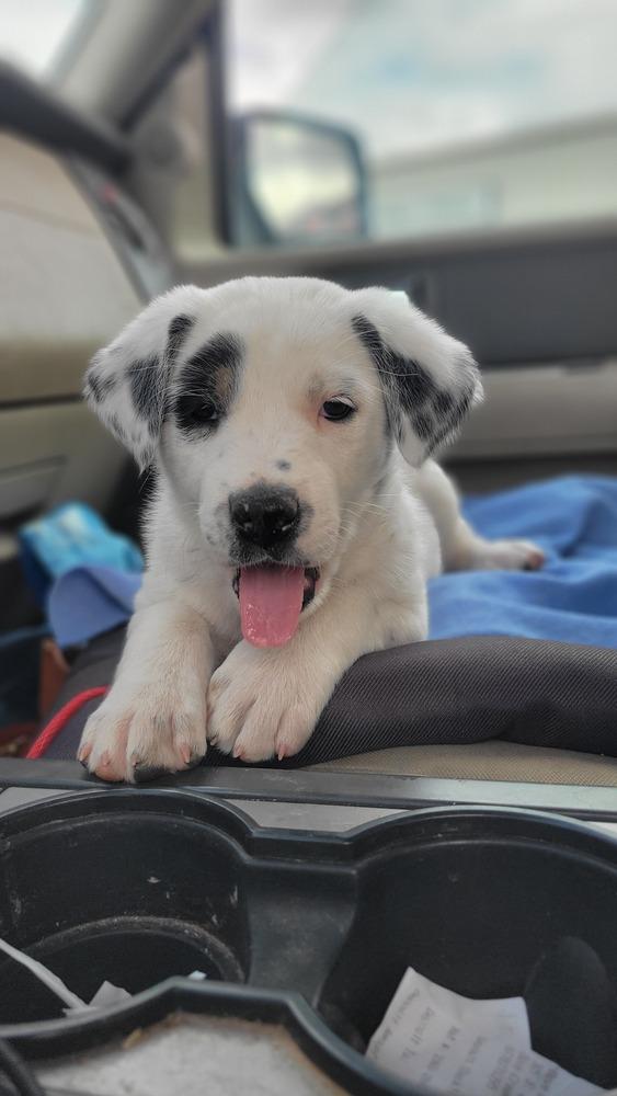 Luna, Adoptable, Puppy Female Australian Cattle Dog / Blue Heeler.