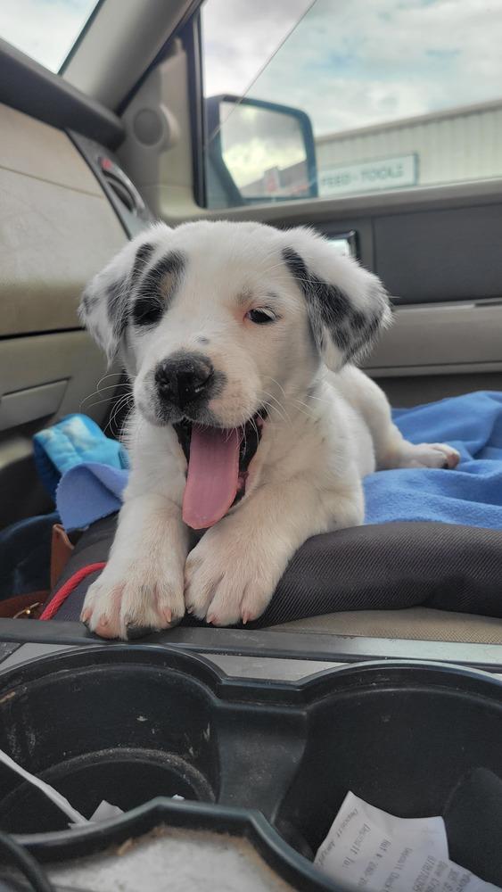 Enlarge Luna, a Adoptable mixed breed in Cortez, CO image 2/5