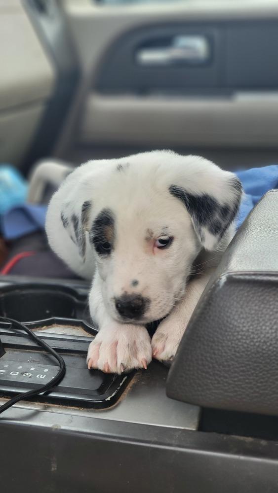 Enlarge Luna, a Adoptable mixed breed in Cortez, CO image 3/5