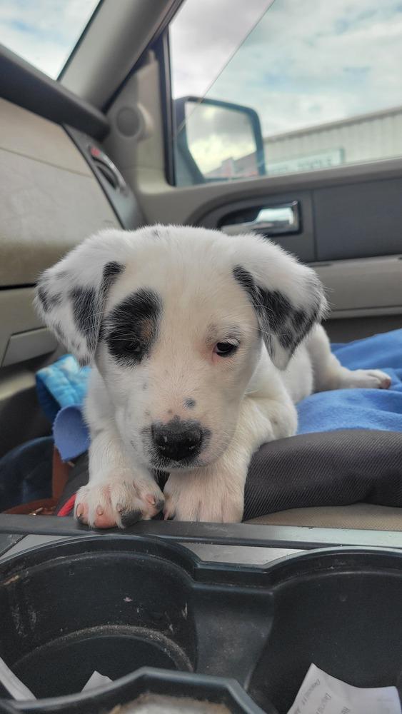 Enlarge Luna, a Adoptable mixed breed in Cortez, CO image 4/5