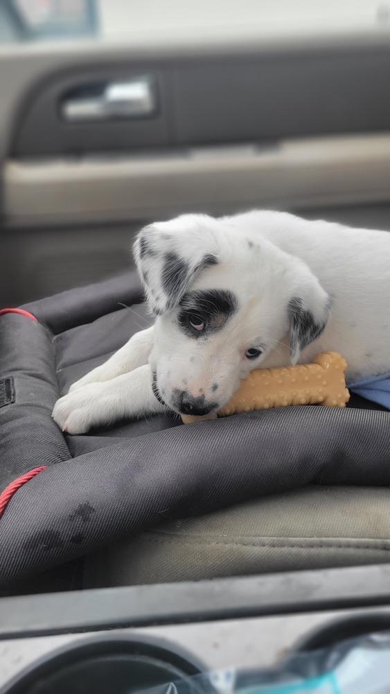 Enlarge Luna, a Adoptable mixed breed in Cortez, CO image 5/5