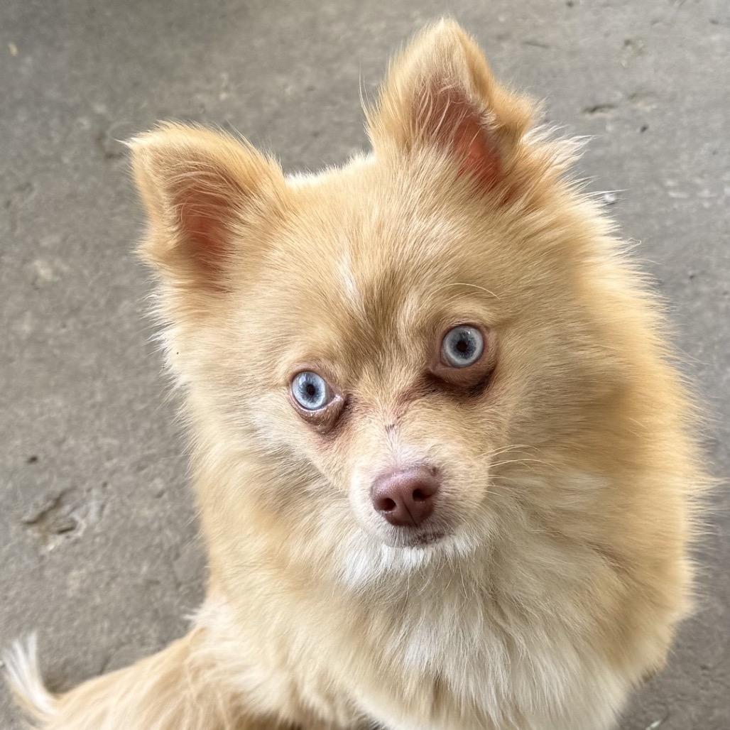 Fennec, a Adoptable mixed breed in North Canton, OH image 1/2