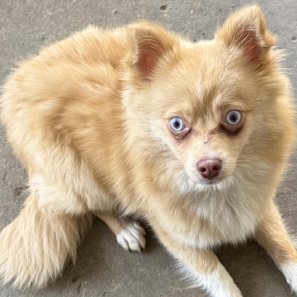 Fennec, a Adoptable mixed breed in North Canton, OH image 2/2
