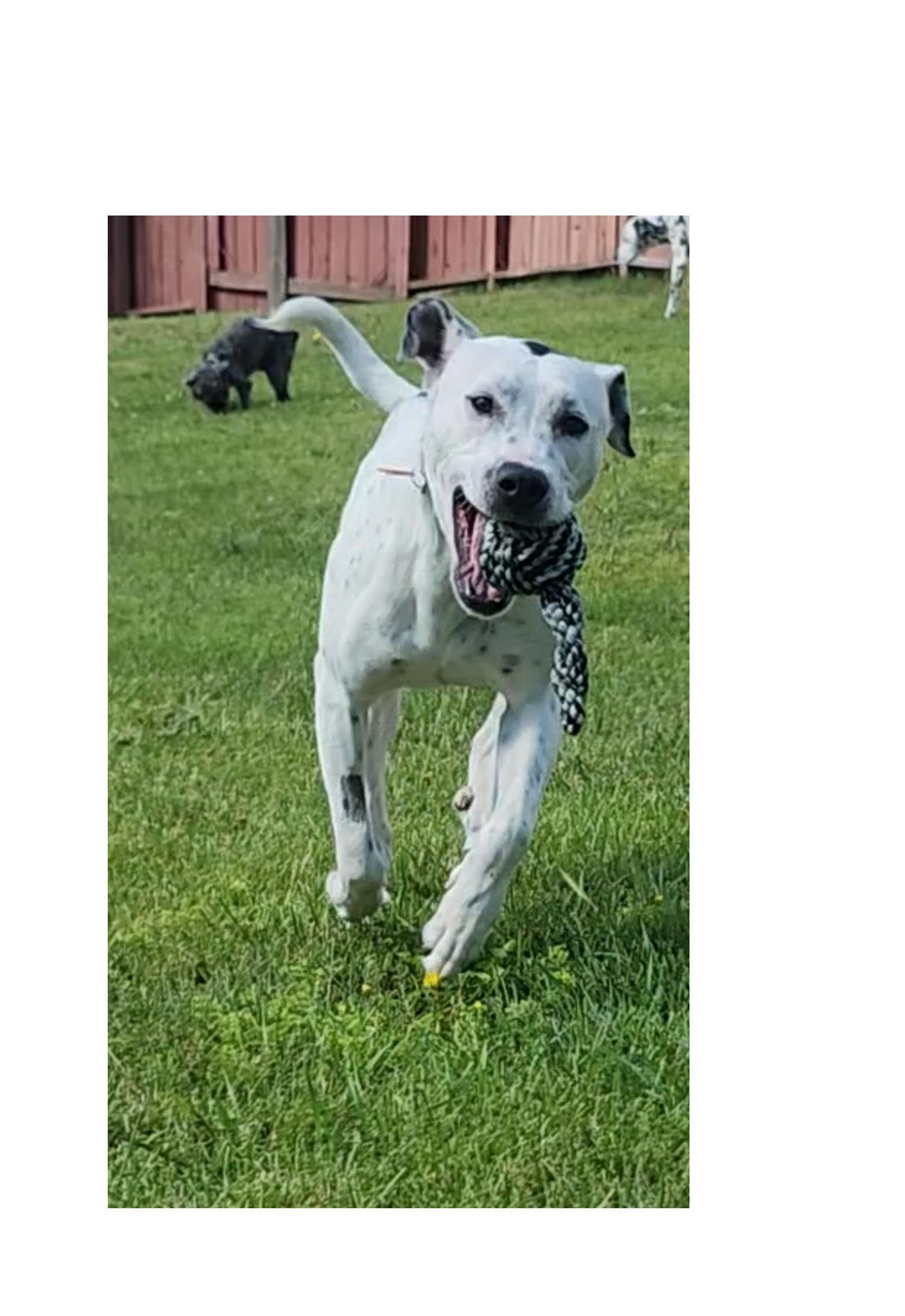 Enlarge Penny, a ADOPTABLE Dalmatian in Lake Geneva, WI image 2/4