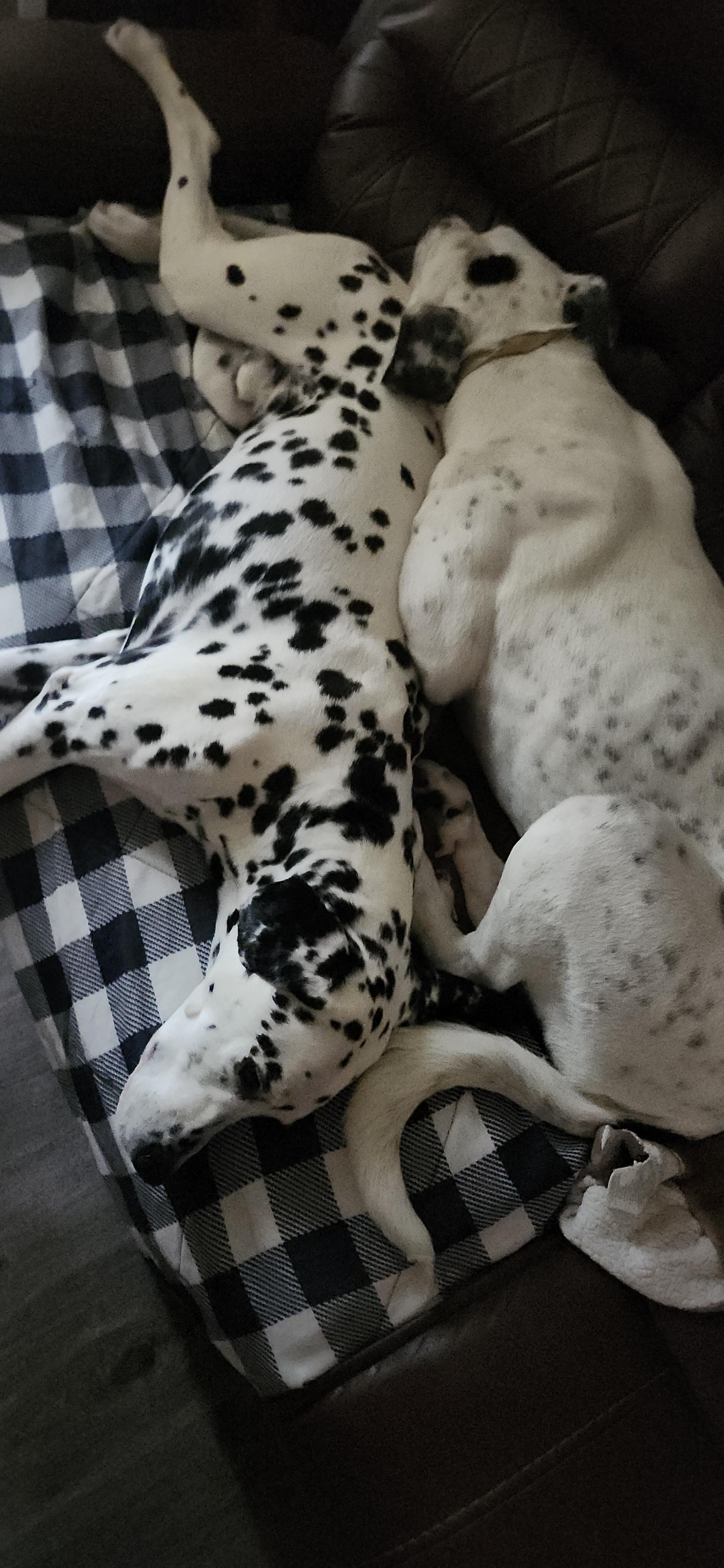 Enlarge Penny, a ADOPTABLE Dalmatian in Lake Geneva, WI image 4/4