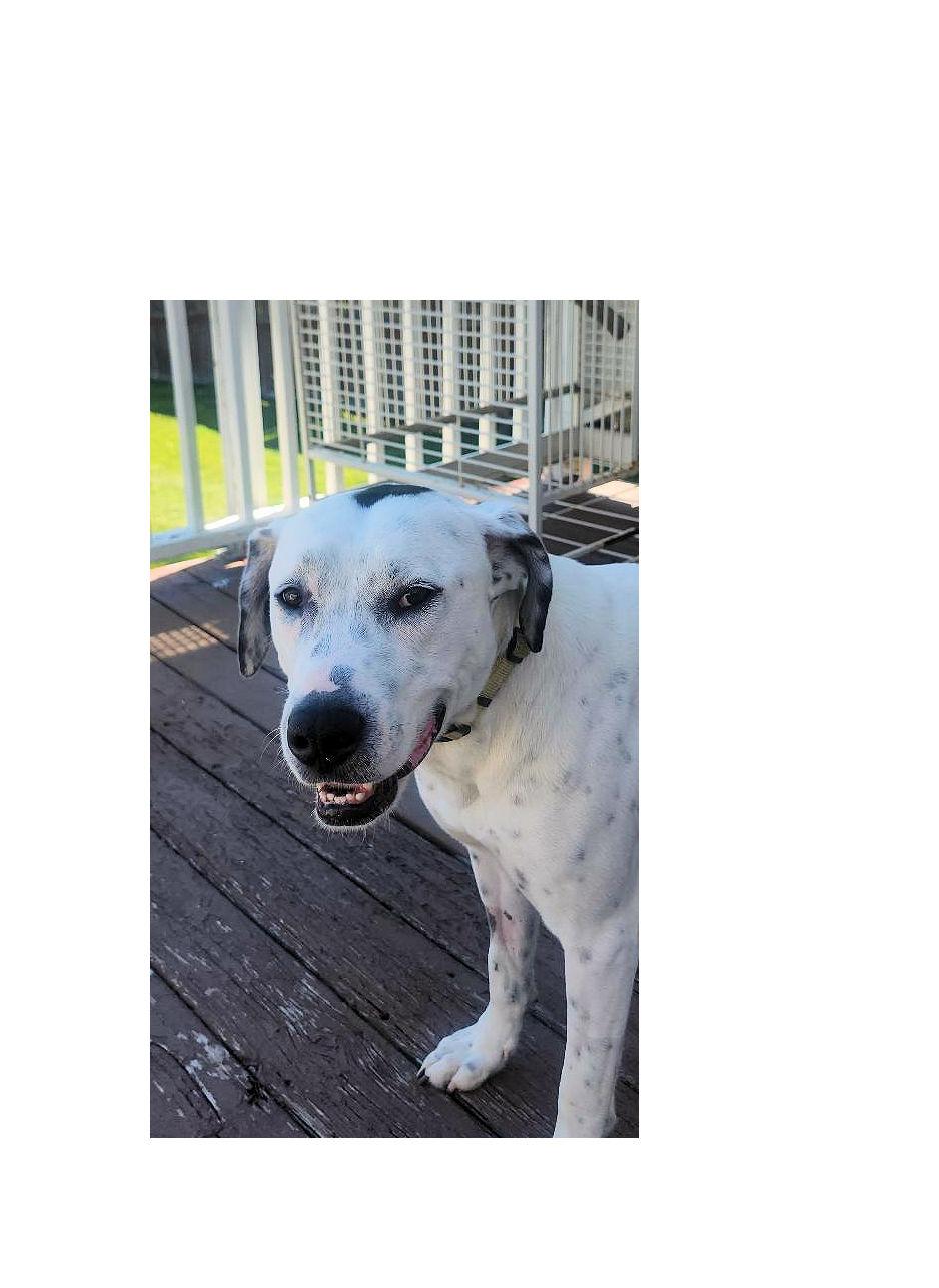 Penny, ADOPTABLE, Young Female Dalmatian.