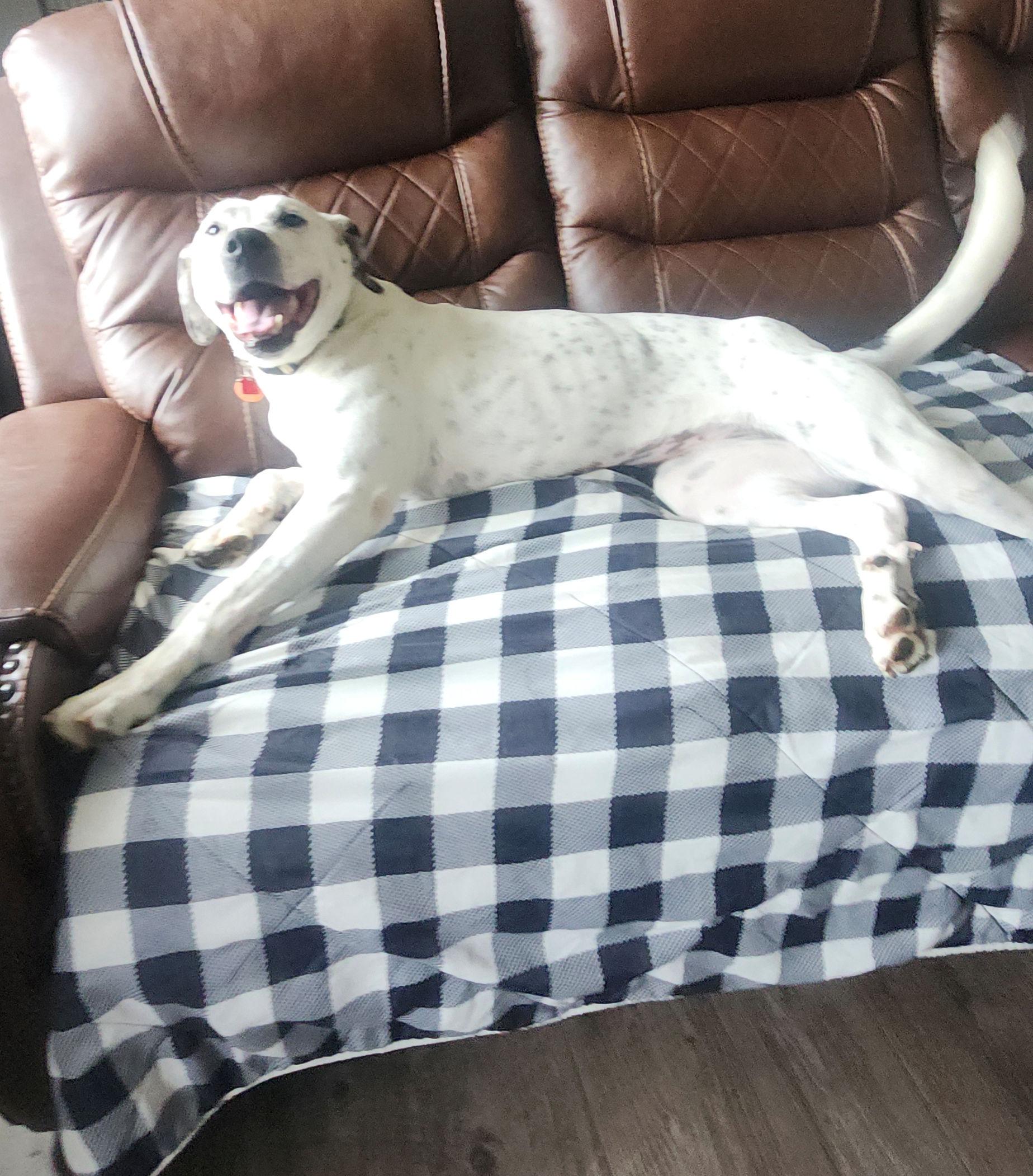 Enlarge Penny, a ADOPTABLE Dalmatian in Lake Geneva, WI image 3/4