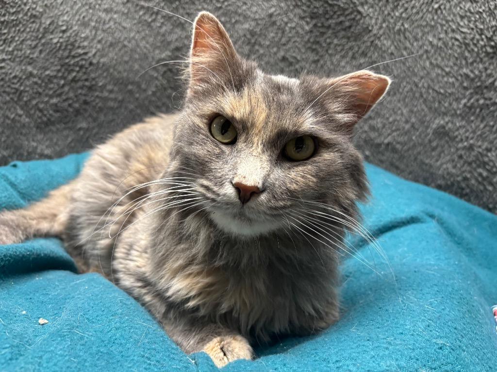 Sherry, Adoptable, Adult Female Domestic Long Hair.