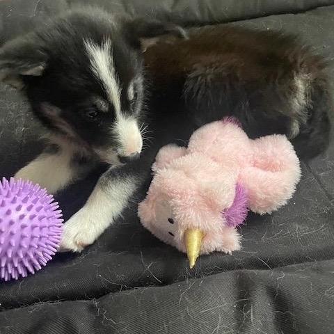 Enlarge Mishka, a ADOPTABLE mixed breed in Markham, ON image 5/6