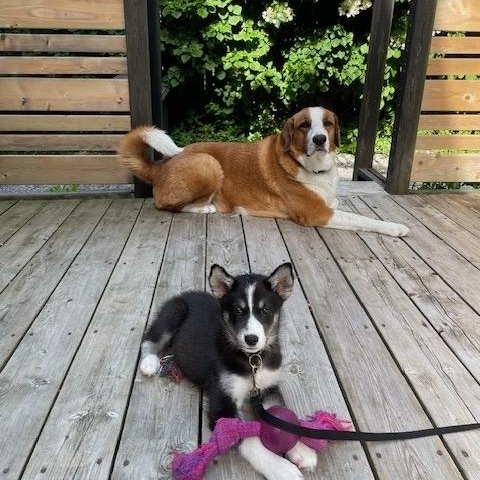 Enlarge Mishka, a ADOPTABLE mixed breed in Markham, ON image 1/6