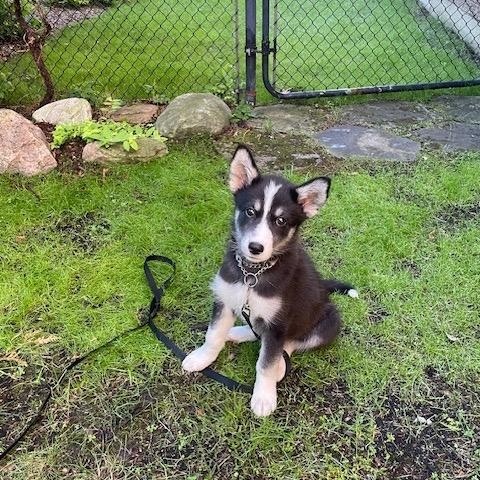 Enlarge Mishka, a ADOPTABLE mixed breed in Markham, ON image 4/6