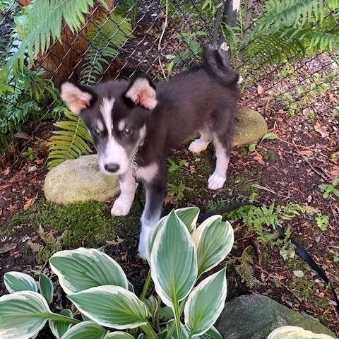 Enlarge Mishka, a ADOPTABLE mixed breed in Markham, ON image 3/6