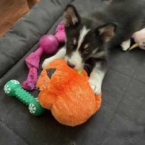 Enlarge Mishka, a ADOPTABLE mixed breed in Markham, ON image 6/6