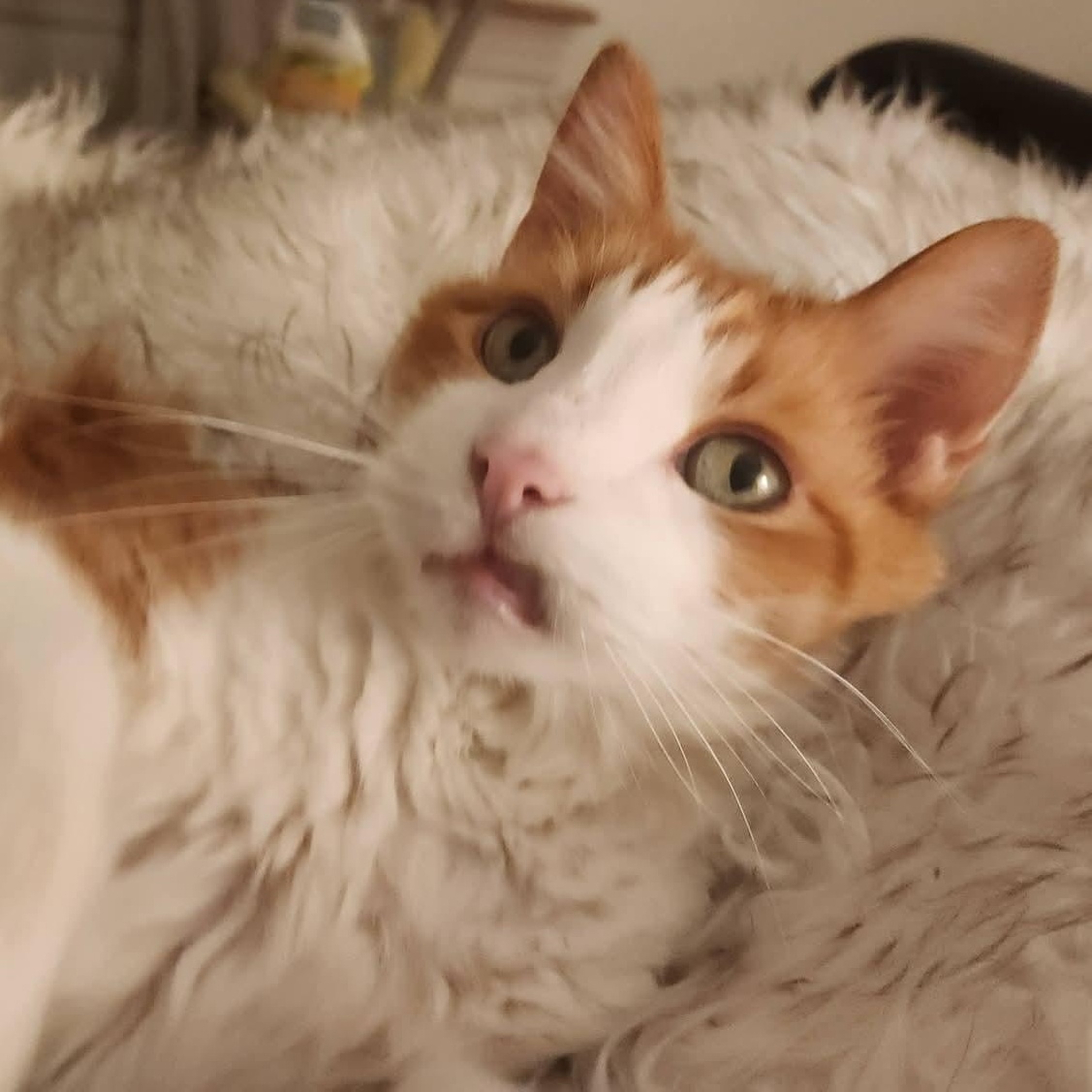 Enlarge Higgins , a ADOPTABLE Domestic Short Hair in Huntington, MA image 1/4