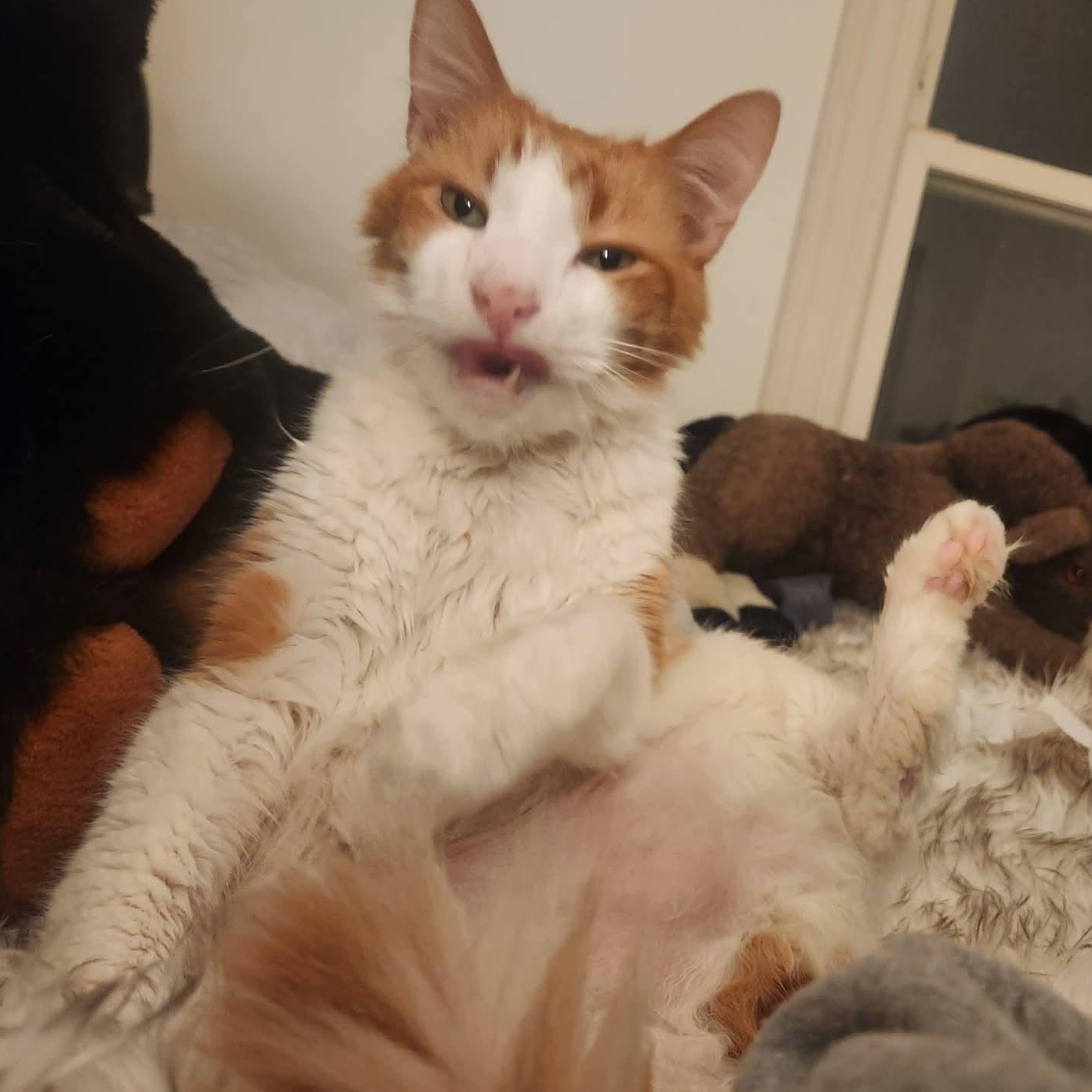 Enlarge Higgins , a ADOPTABLE Domestic Short Hair in Huntington, MA image 4/4